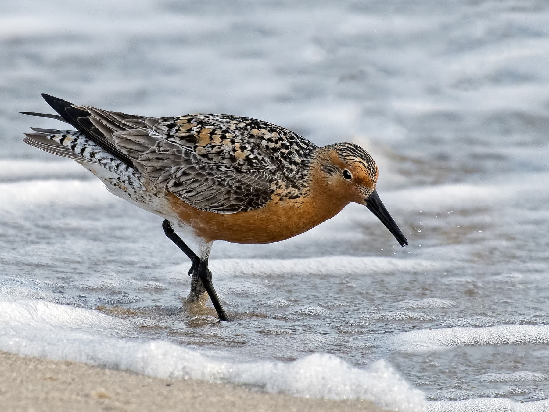 Red Knot, breeding plumage