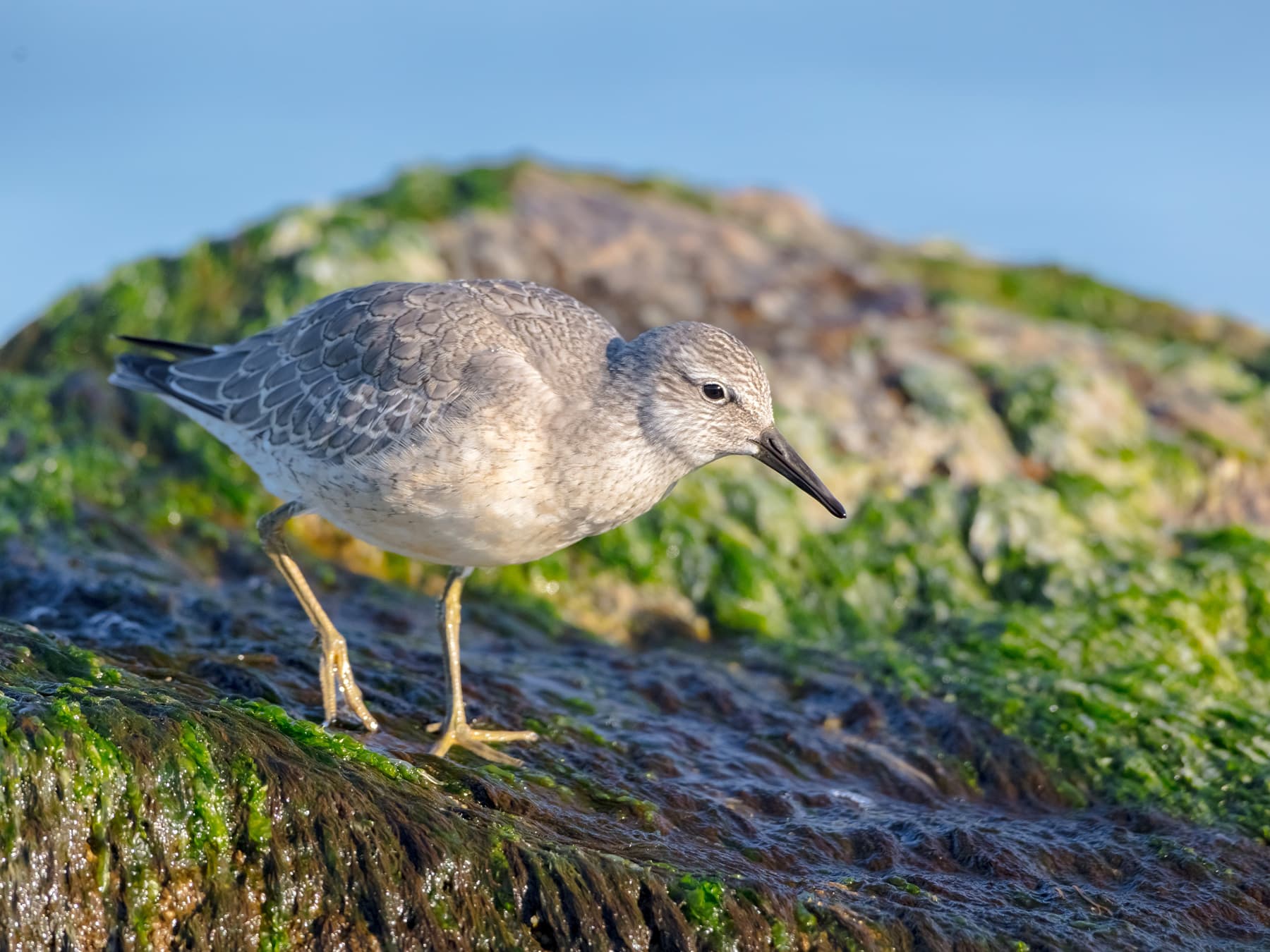 Red Knot, non-breeding plumage