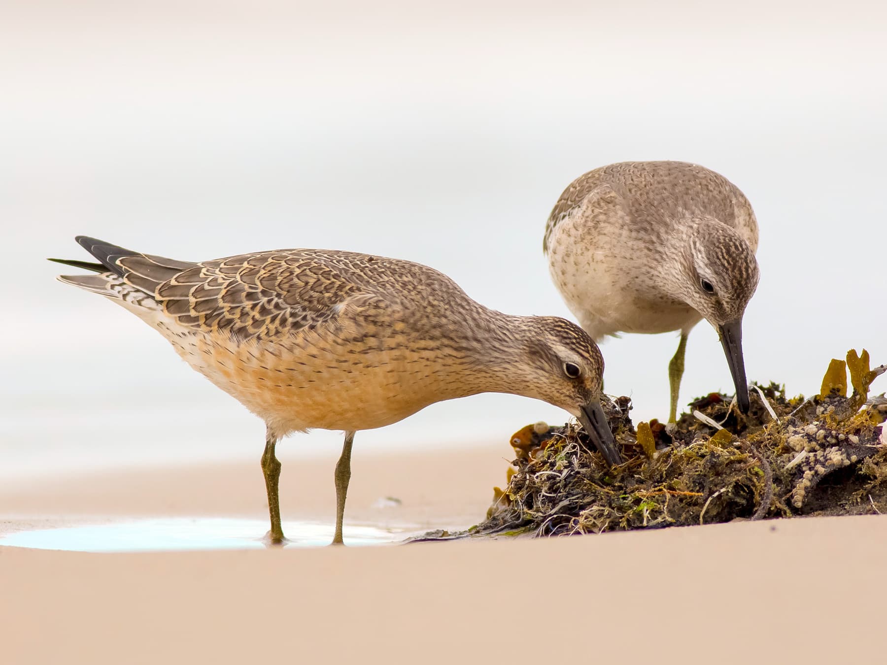 Pair of Red Knots foraging in seaweed on the beach