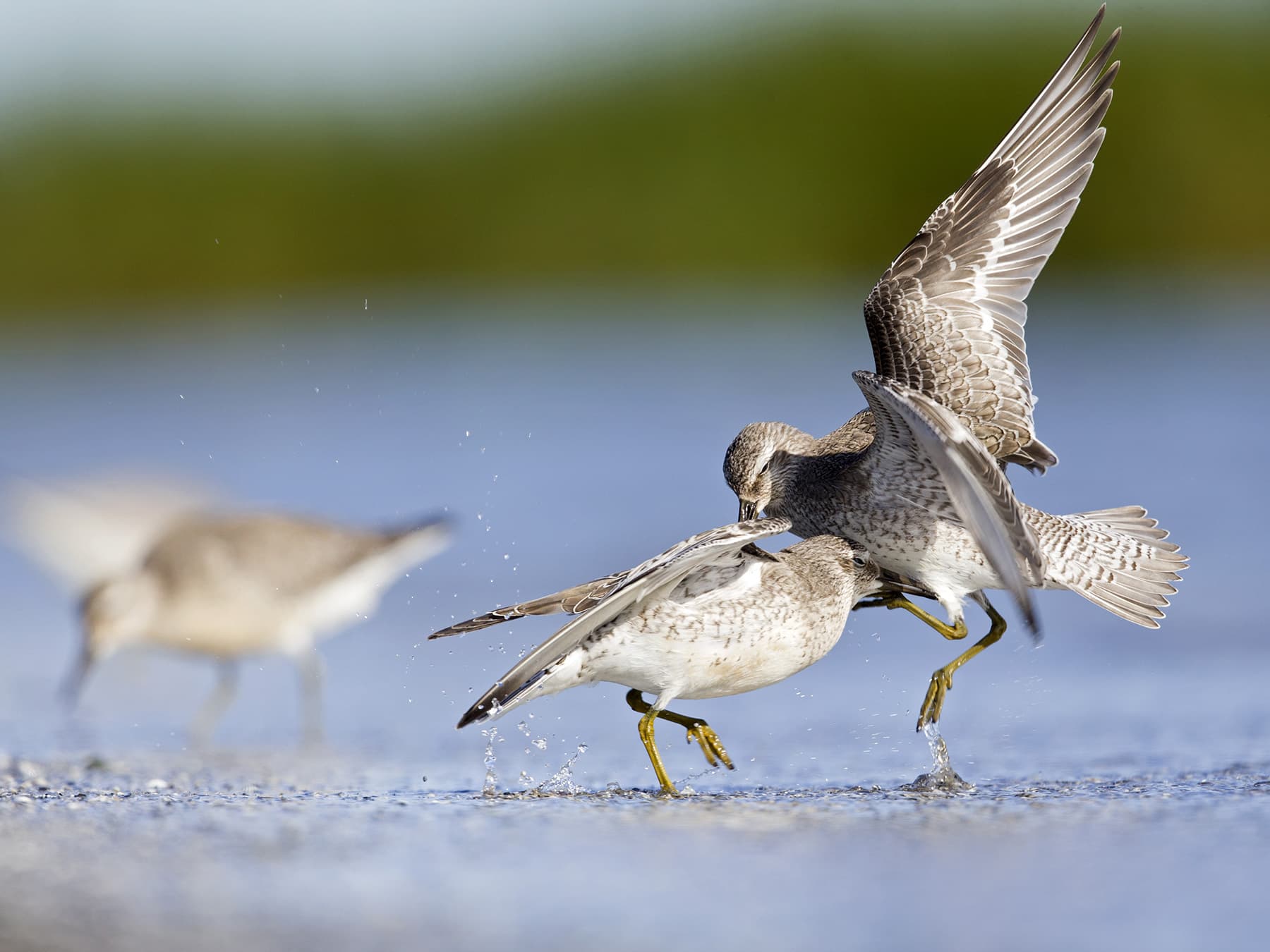 Red Knots in confrontation