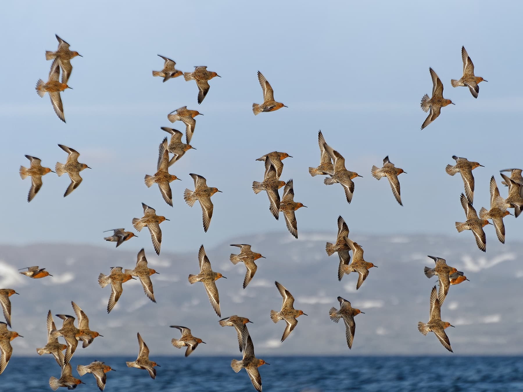 Flock of Red Knots in-flight over the sea