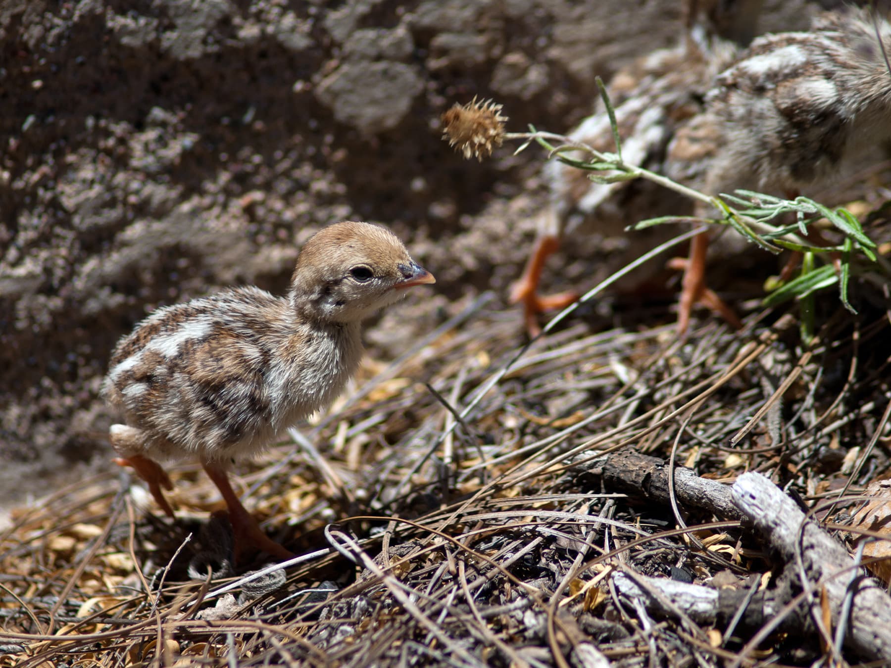 Red-Legged Partridge chick