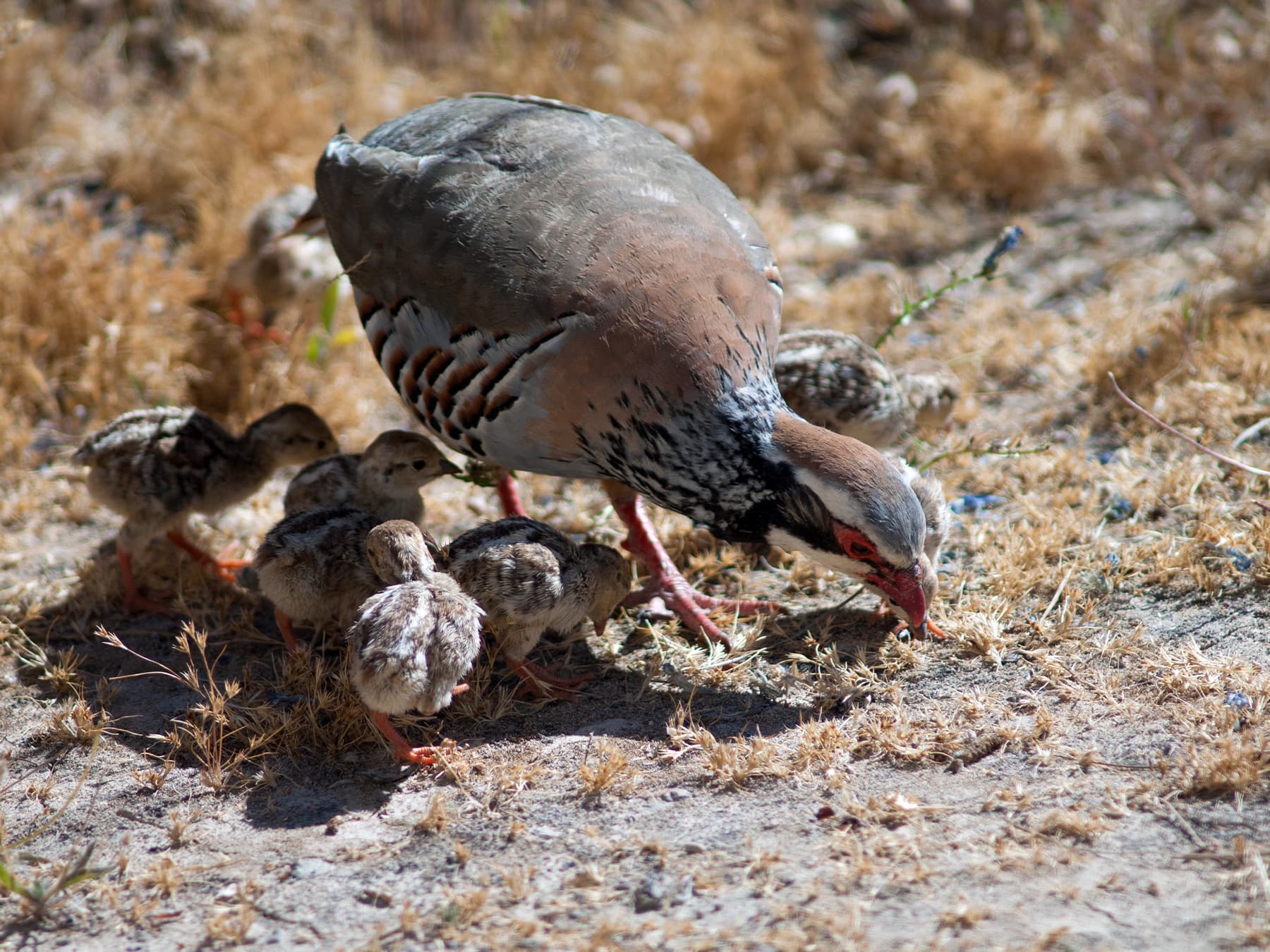 Red-Legged Partridge adult foraging with chicks