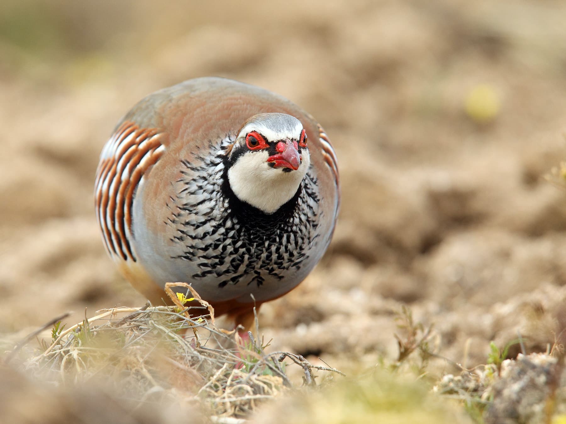 Red-Legged Partridge foraging