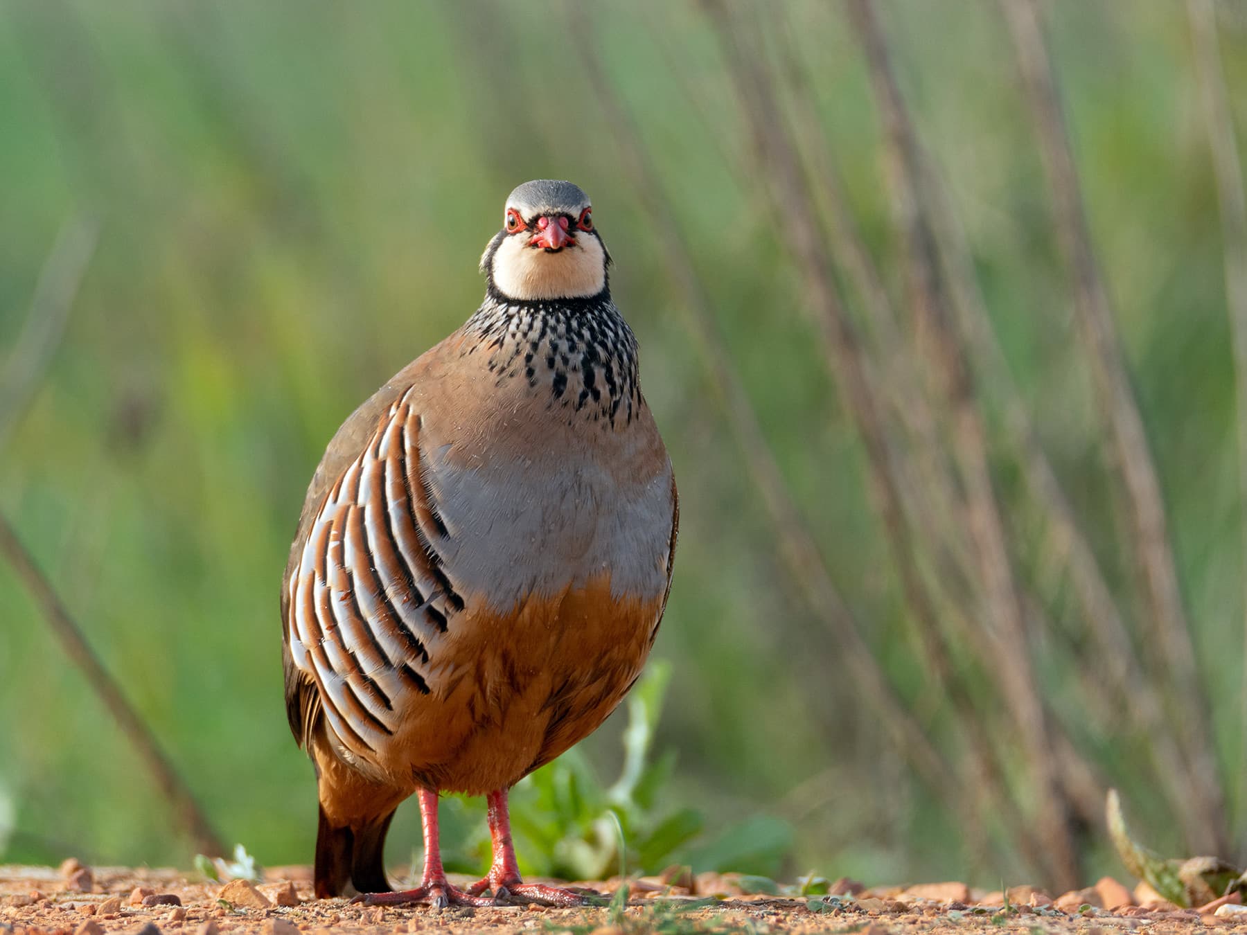 Red-Legged Partridge in farmland habitat