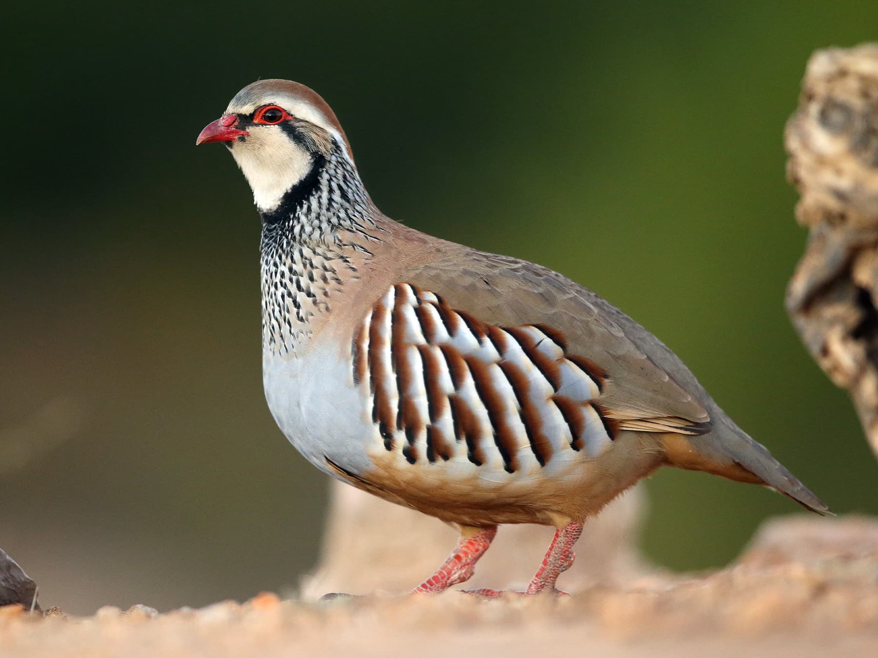 Red-Legged Partridge in natural habitat