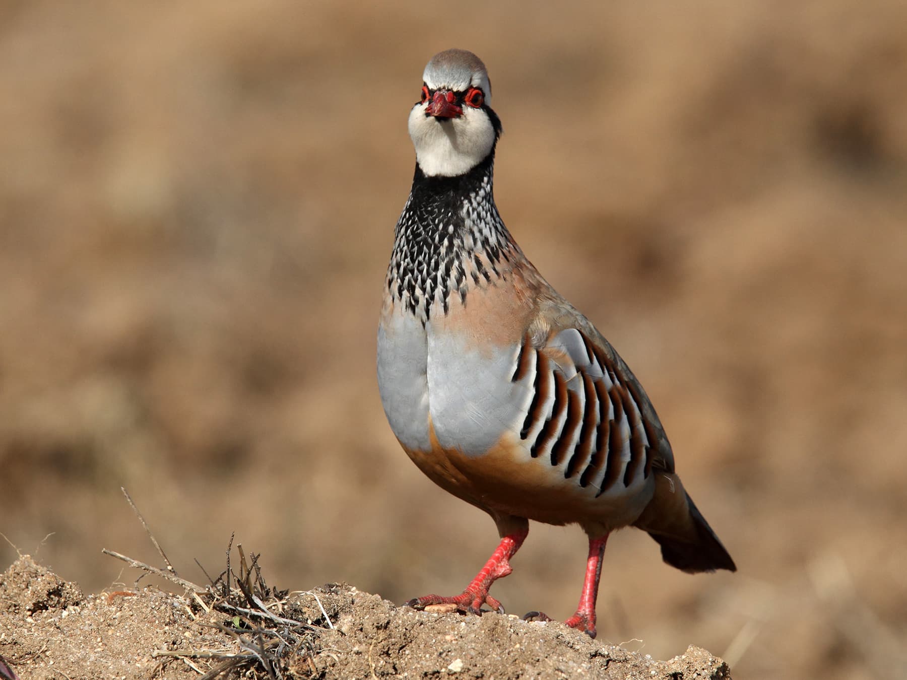 Red-Legged Partridge standing in arable farmland