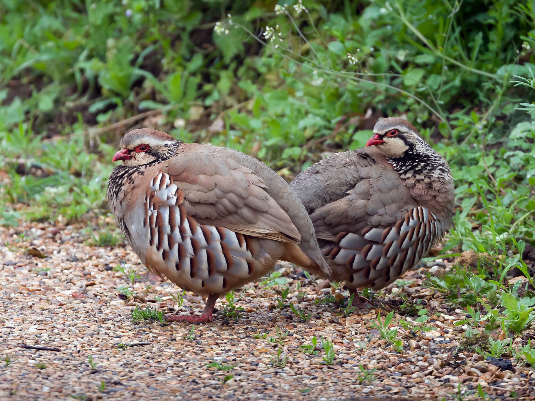 Pair of Red-Legged Partridges