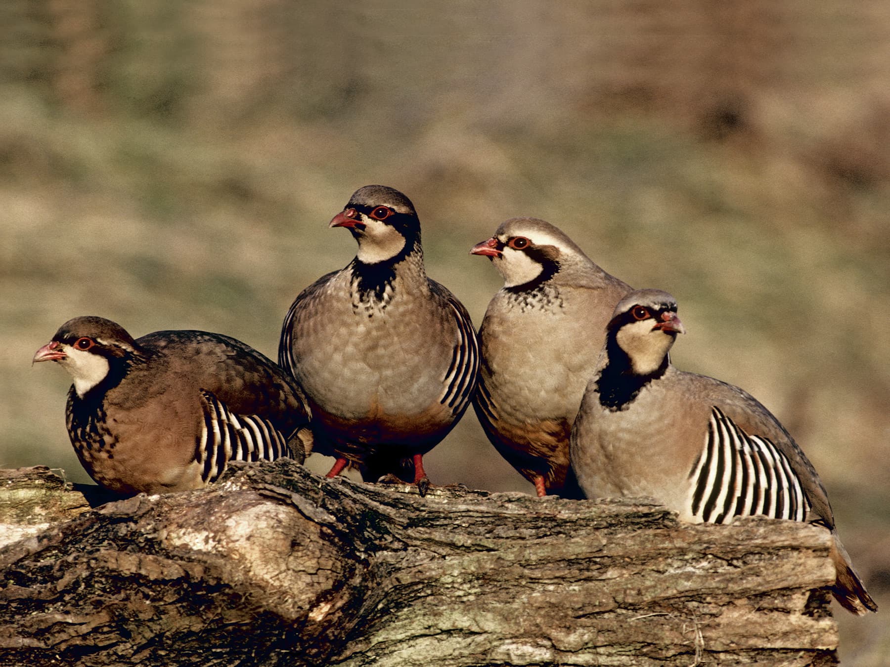 Flock of Red-Legged Partridges resting on a fallen tree trunk