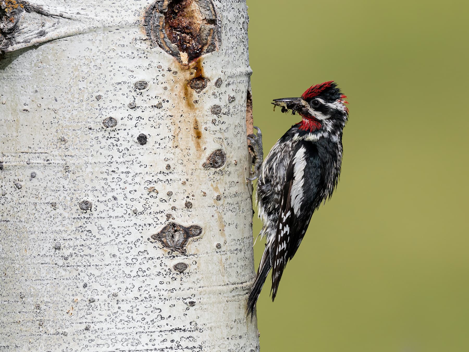 Red-naped Sapsucker bringing food for its nestlings