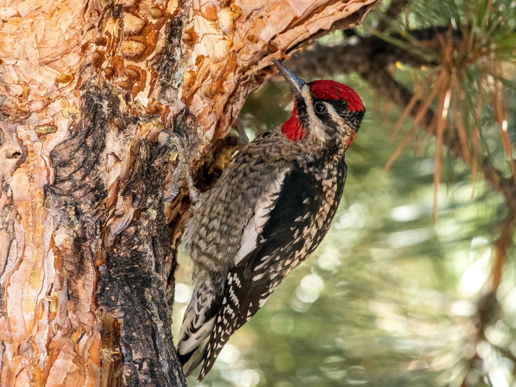 Red-naped Sapsucker drilling for sap