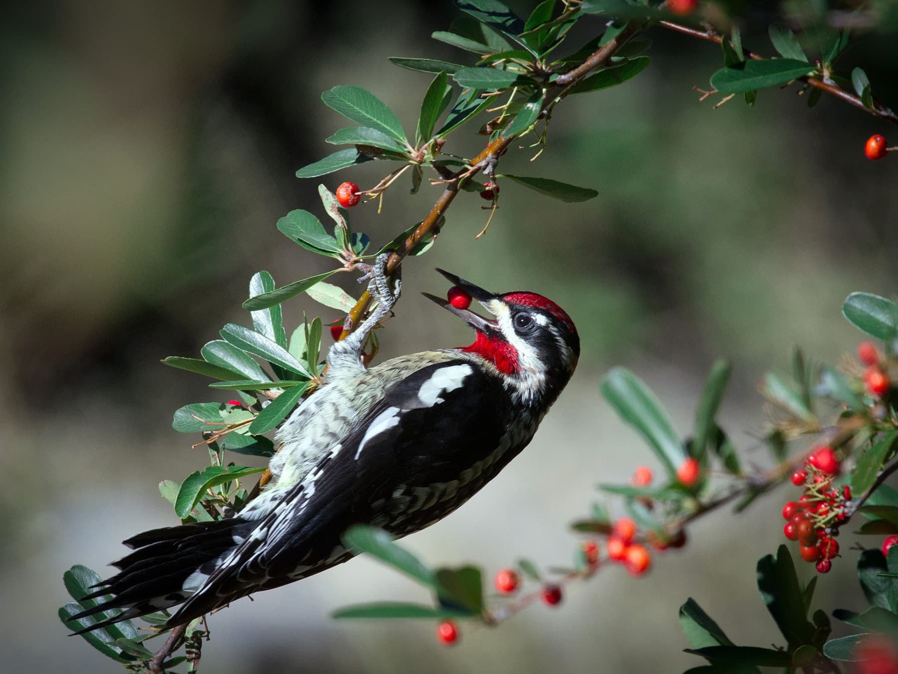 Red-naped Sapsucker feeding on red berries