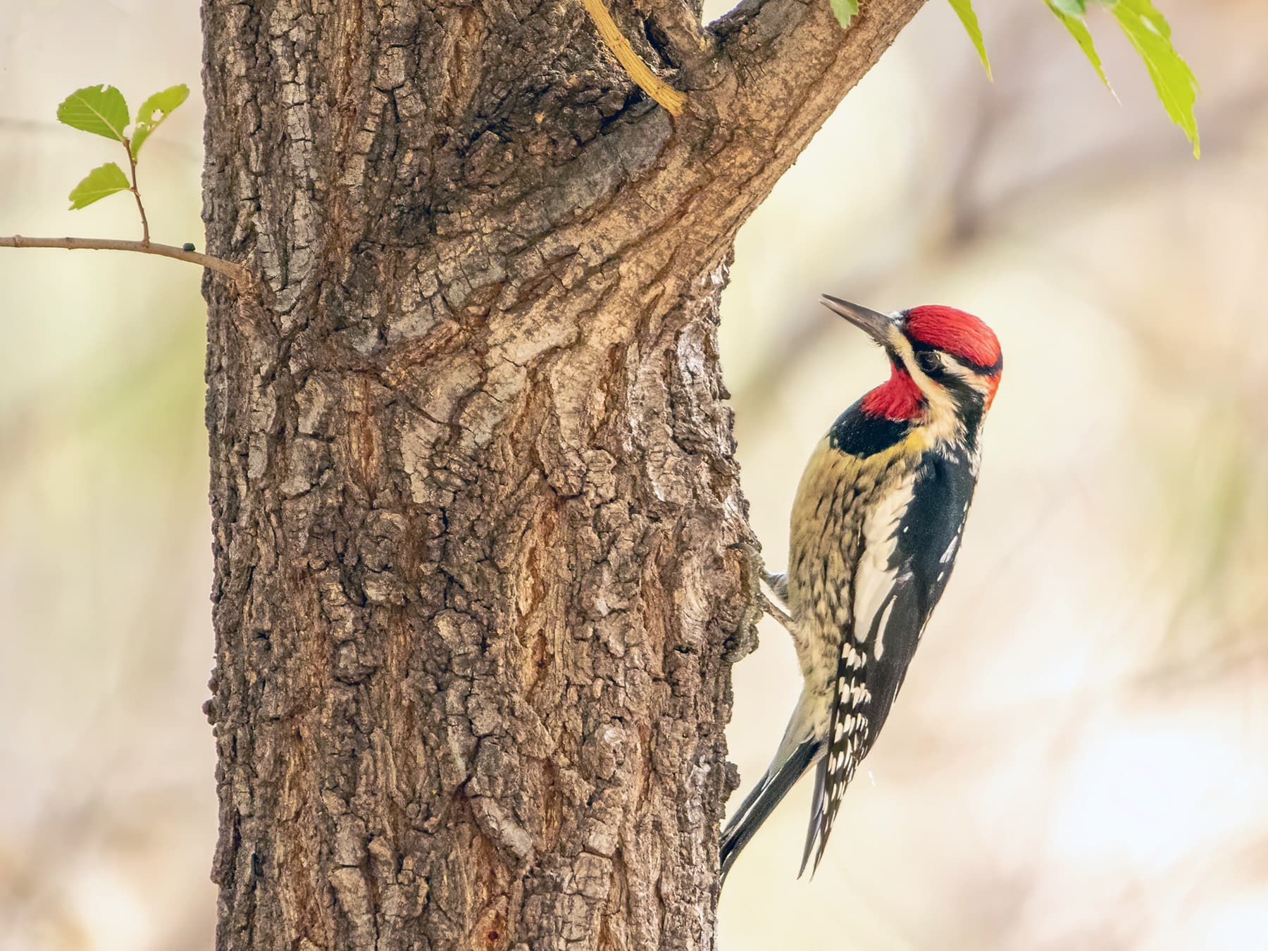 Red-naped Sapsucker foraging for insects