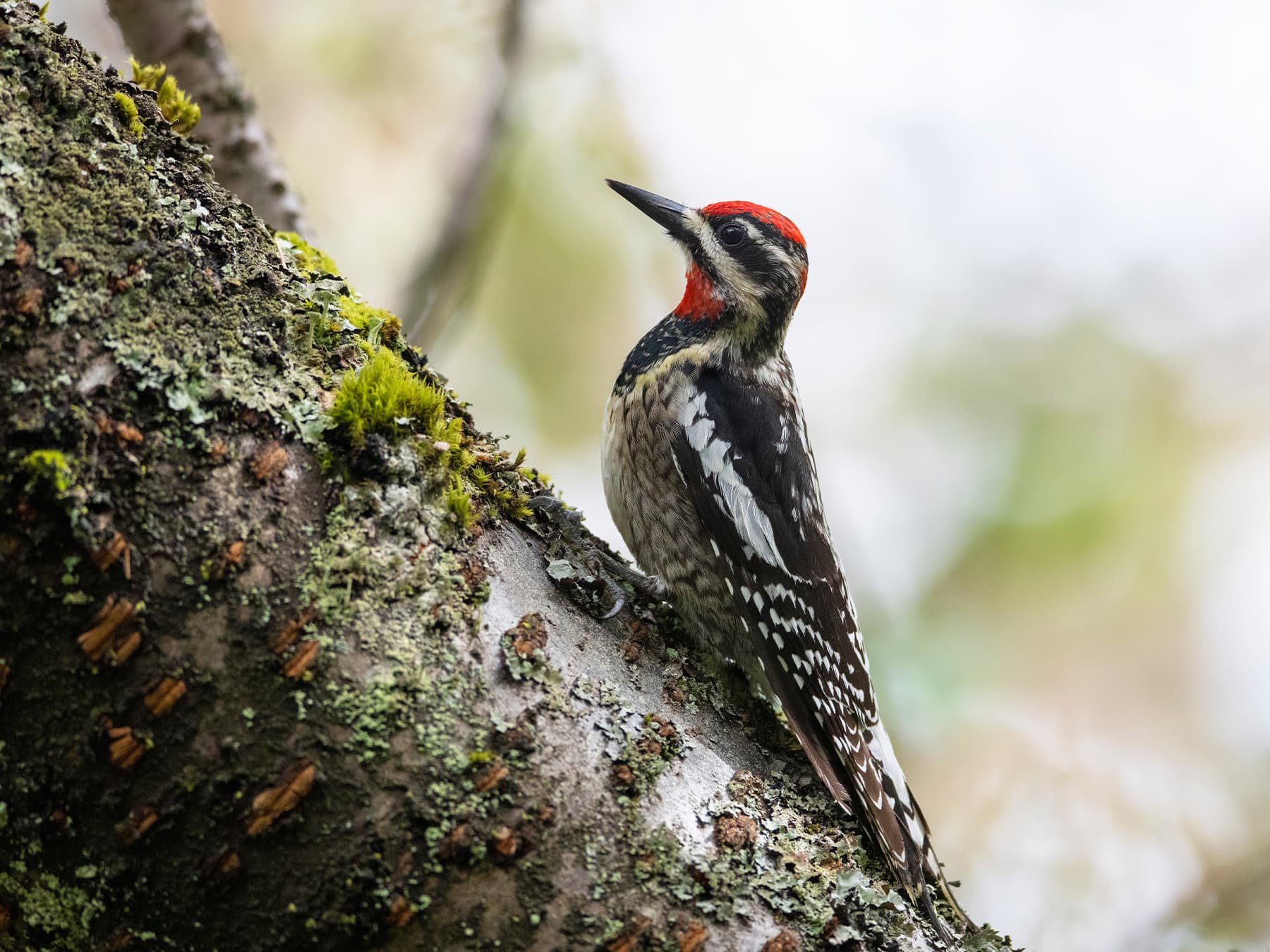 Red-naped Sapsucker in natural habitat