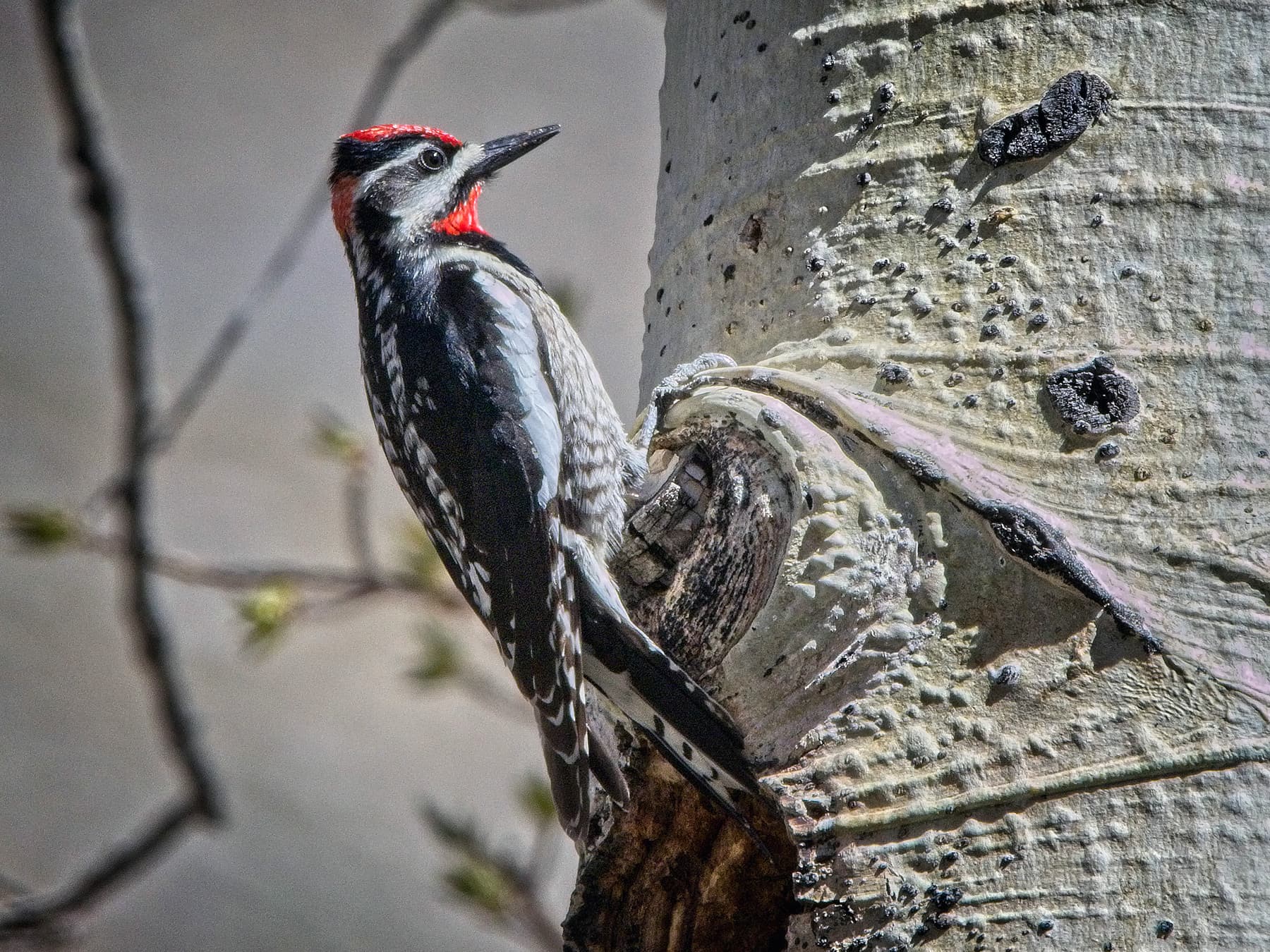 Red-naped Sapsucker in natural habitat
