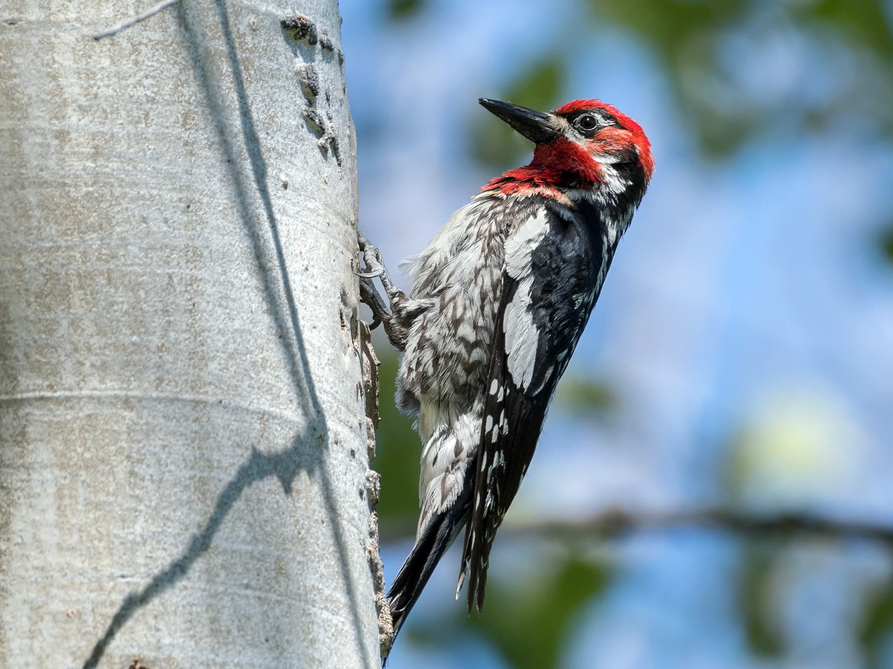 Red-naped Sapsucker perched on the side of a tree trunk
