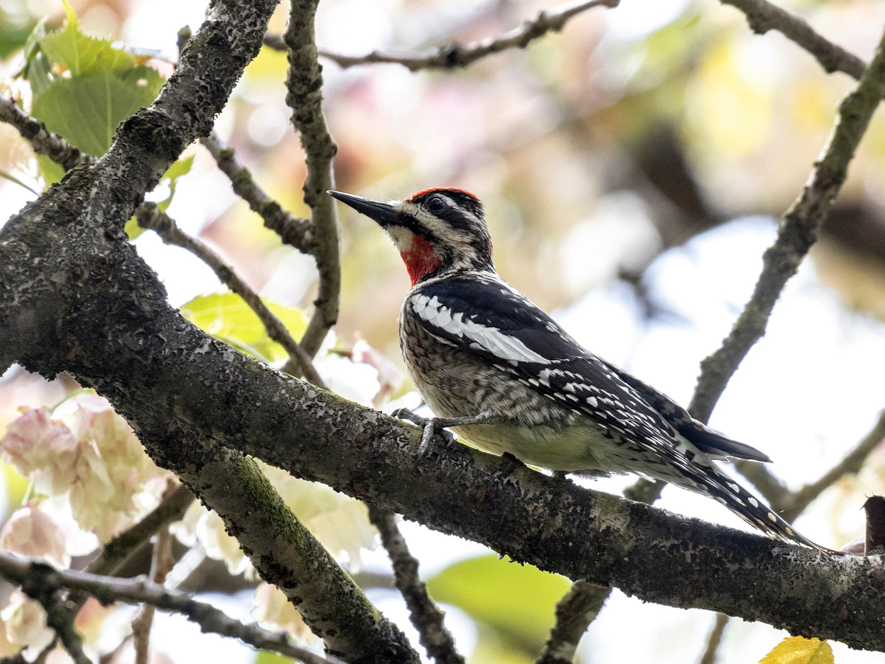 Red-naped Sapsucker perching on a branch