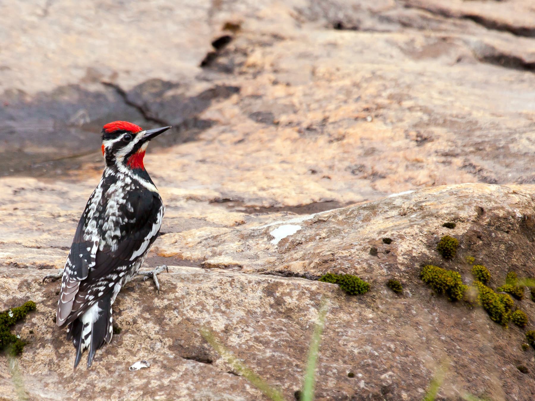 Red-naped Sapsucker sitting on the rocks
