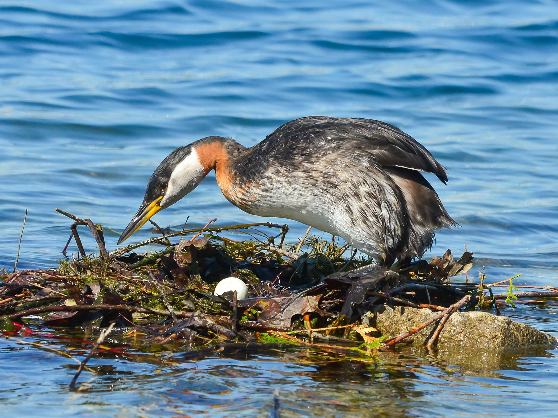 Red-necked Grebe at the nest