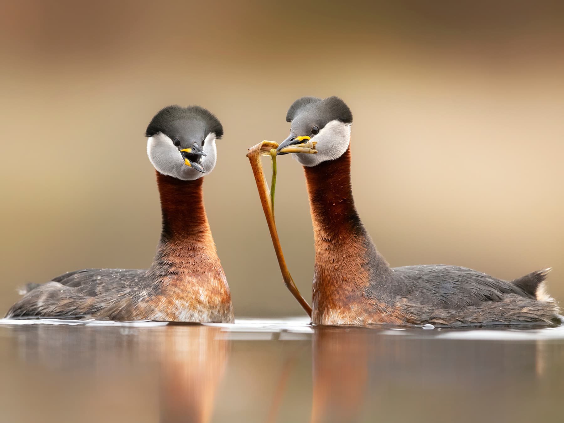 Pair of Red-necked Grebes during the breeding season
