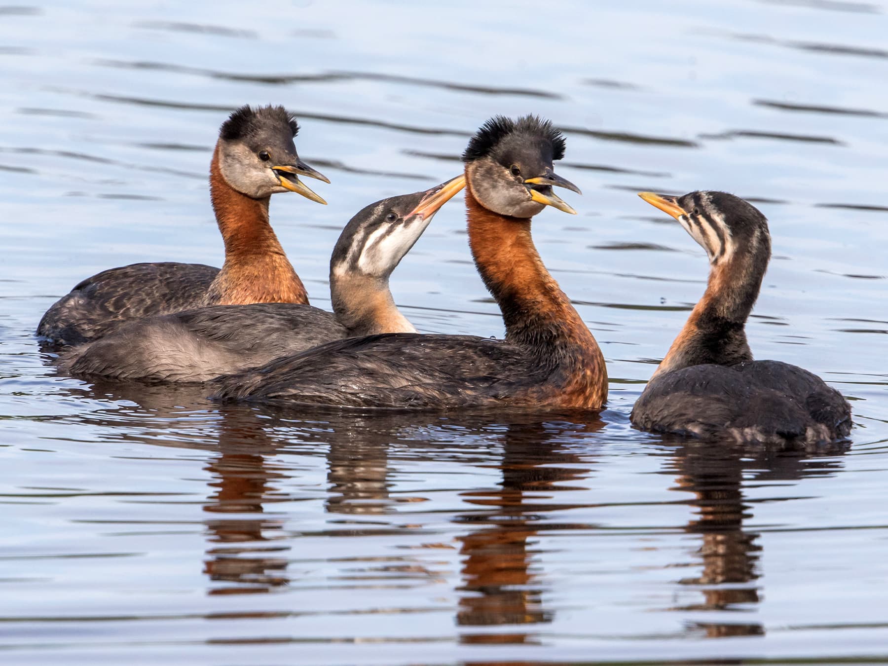 Family of Red-necked Grebes swimming on a lake