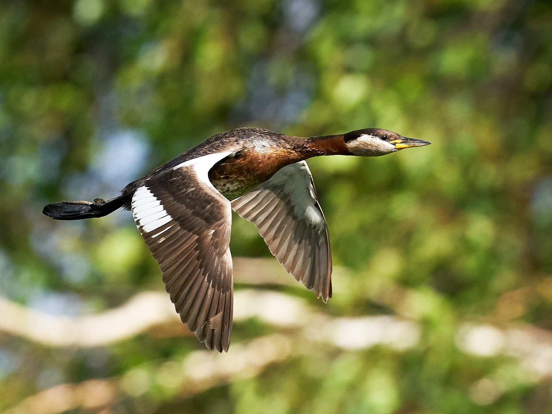 Red-necked Grebe in-flight over natural habitat