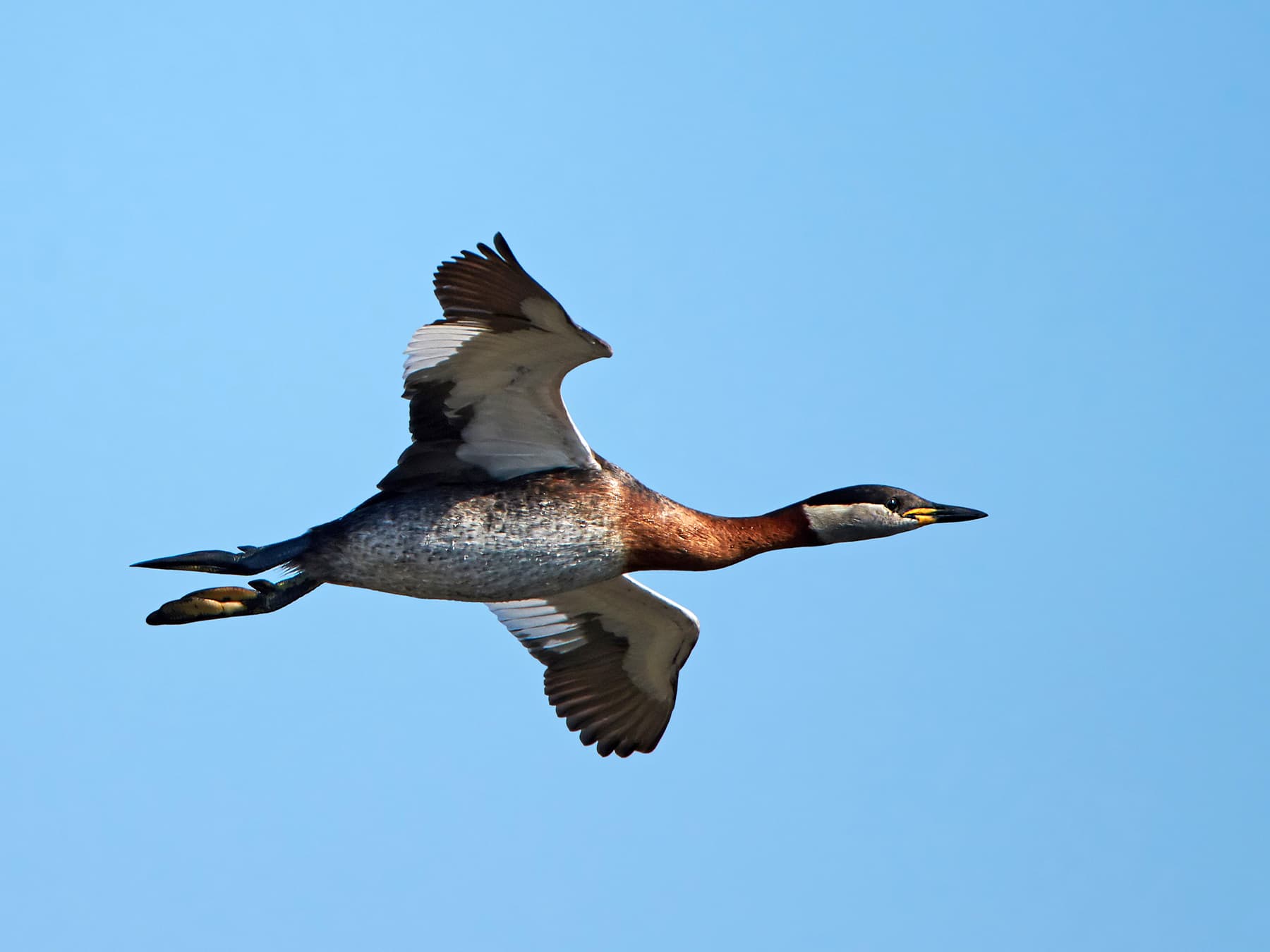 Red-necked Grebe in-flight