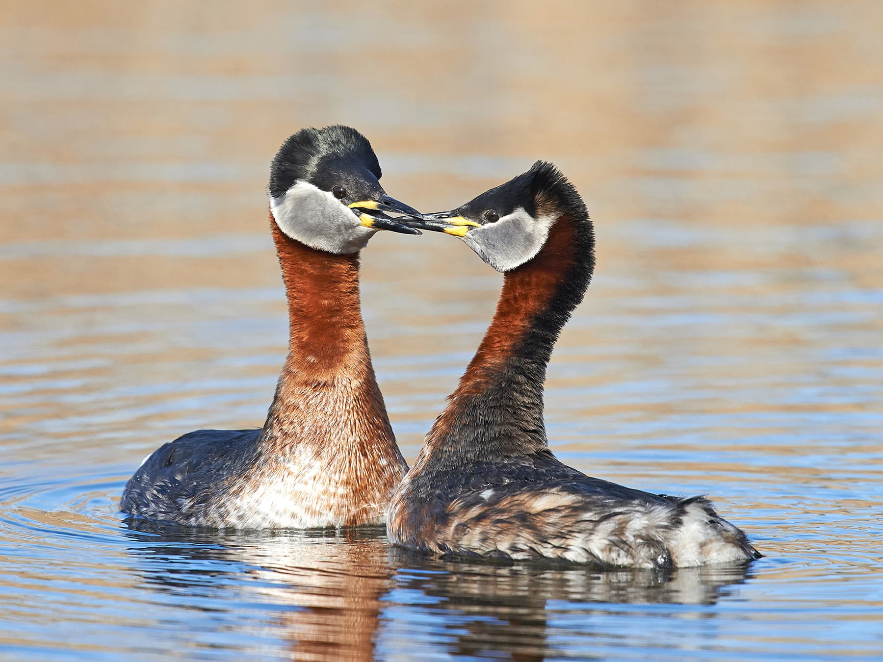 Pair of adult Red-necked Grebes in breeding plumage