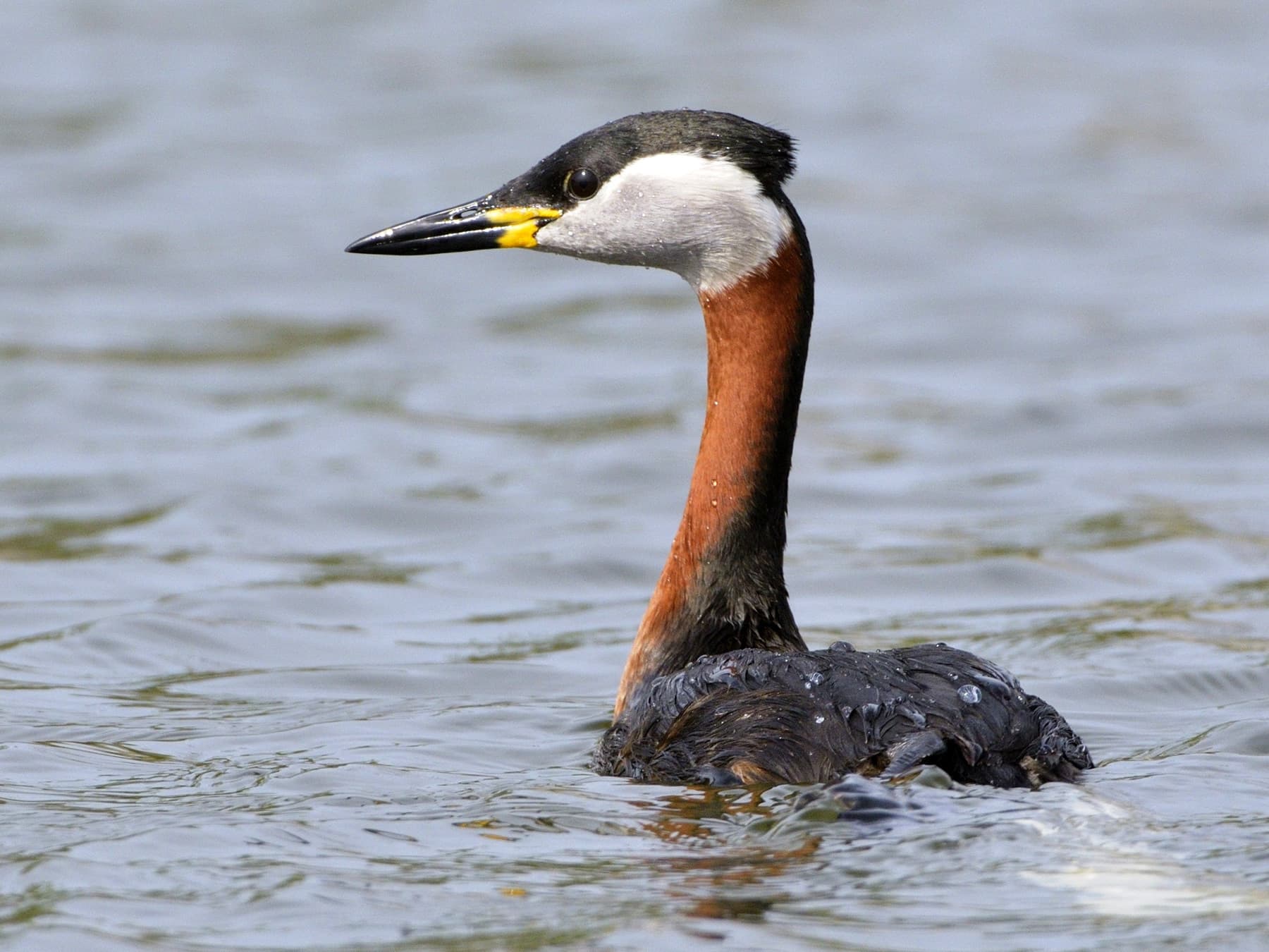 Red-necked Grebe swimming on a lake