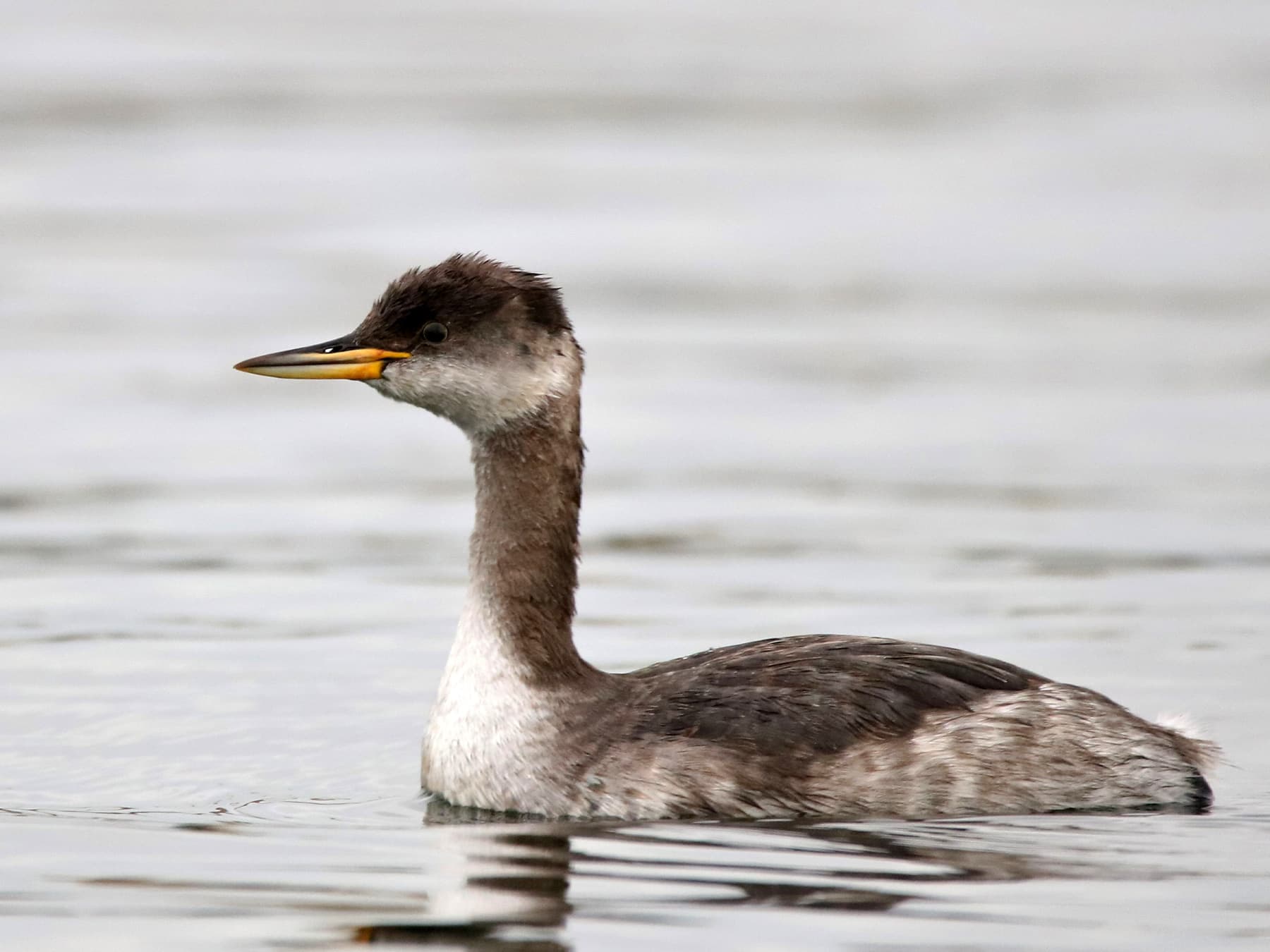 Red-necked Grebe in winter plumage