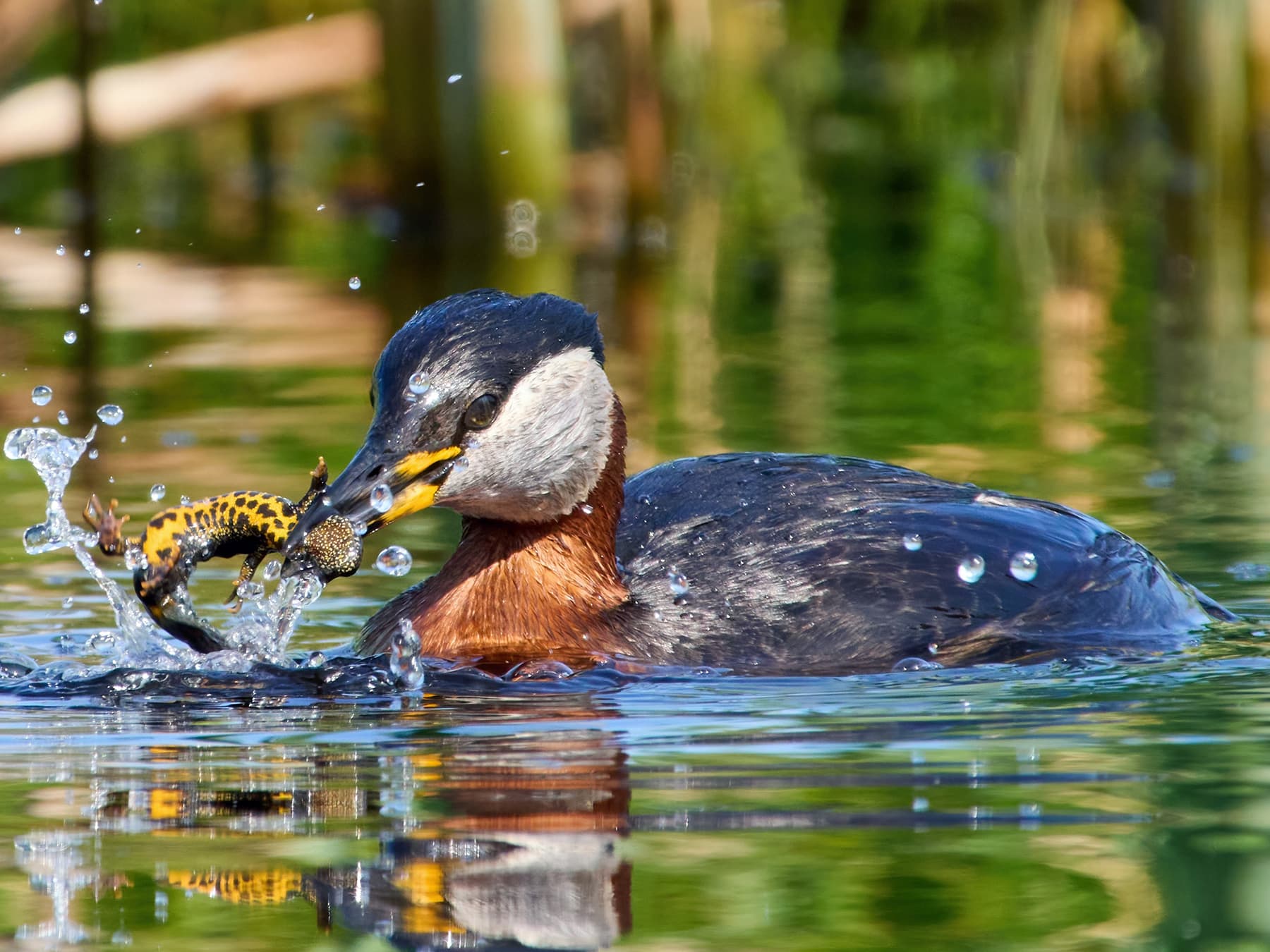 Red-necked Grebe with caught prey