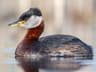 Red-necked Grebe