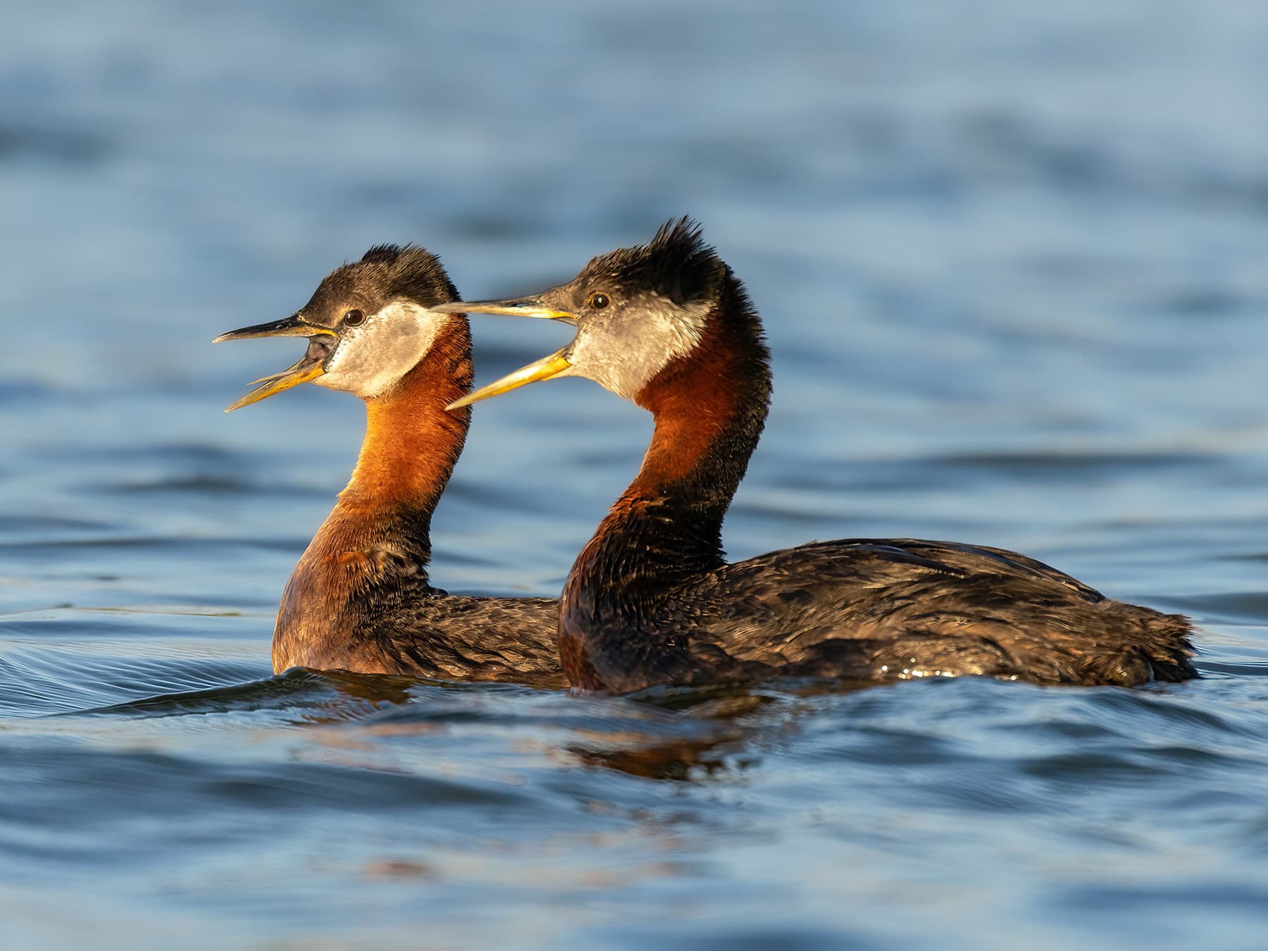 Pair of Red-necked Grebes sounding out an alarm call