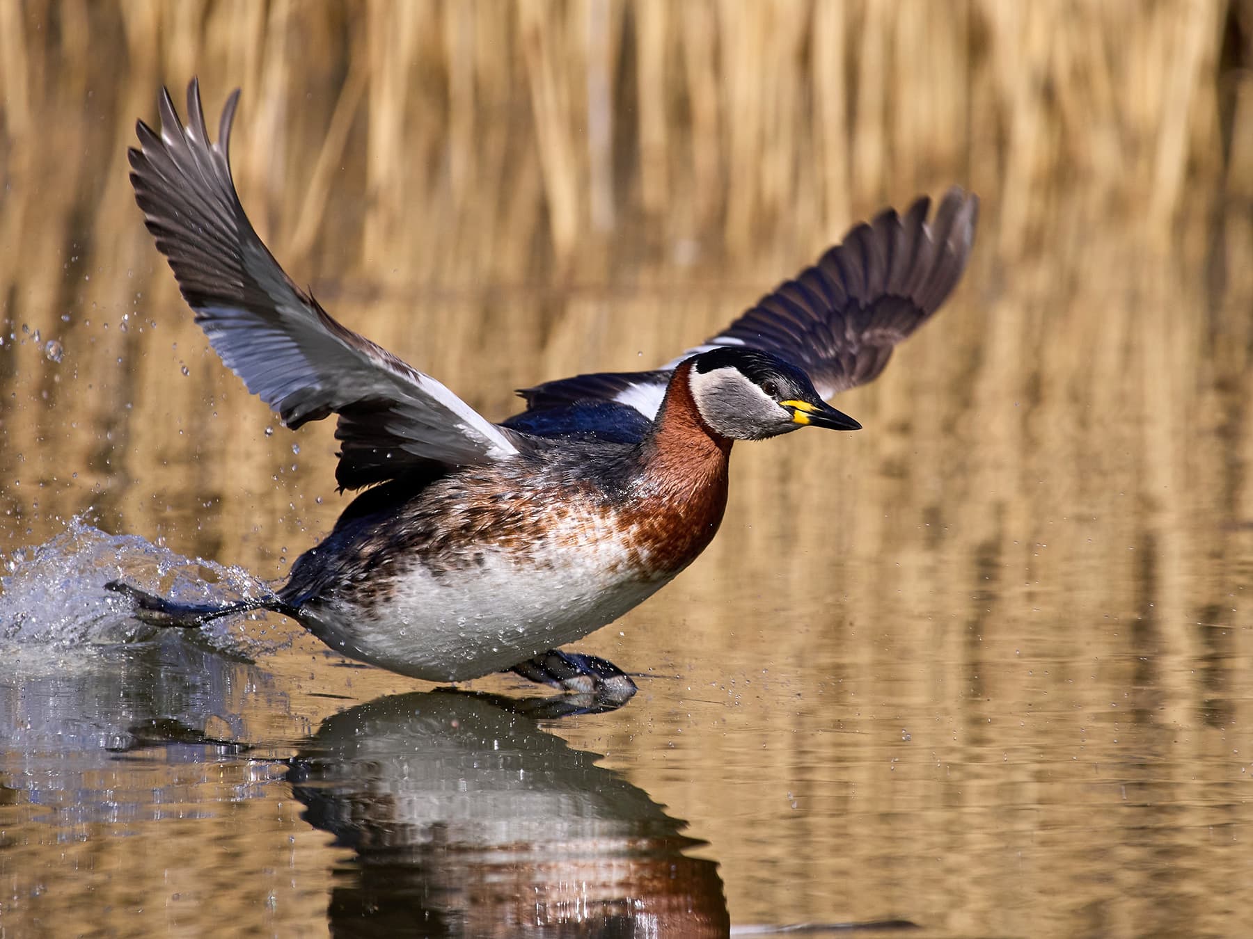 Red-necked Grebe taking off from the water