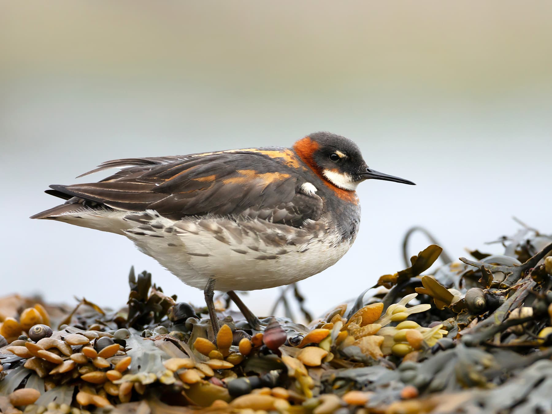 Red-necked Phalarope foraging in seaweed on the coast
