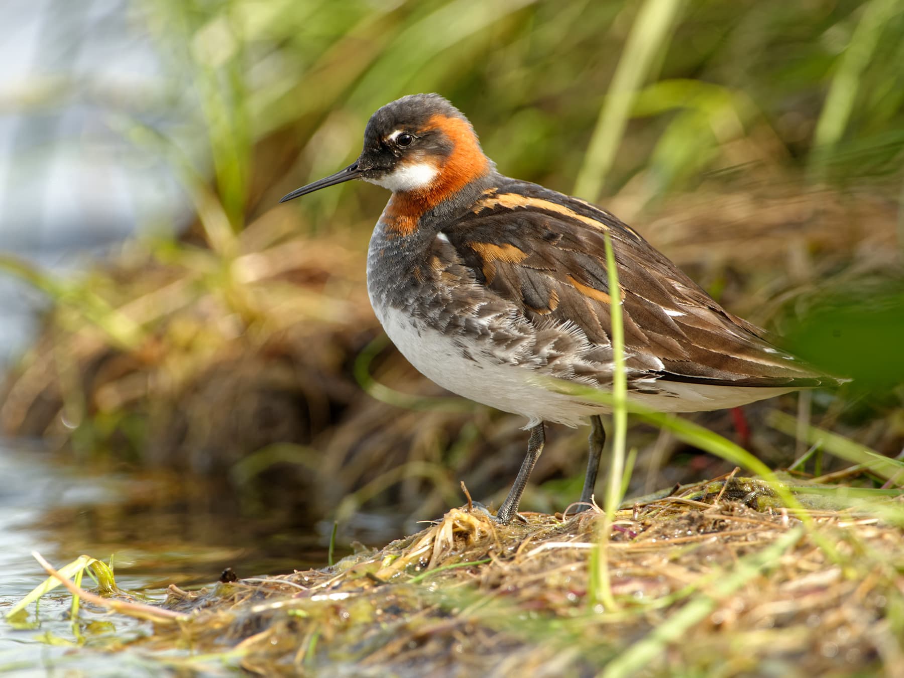 Red-Necked Phalarope standing by the waters edge