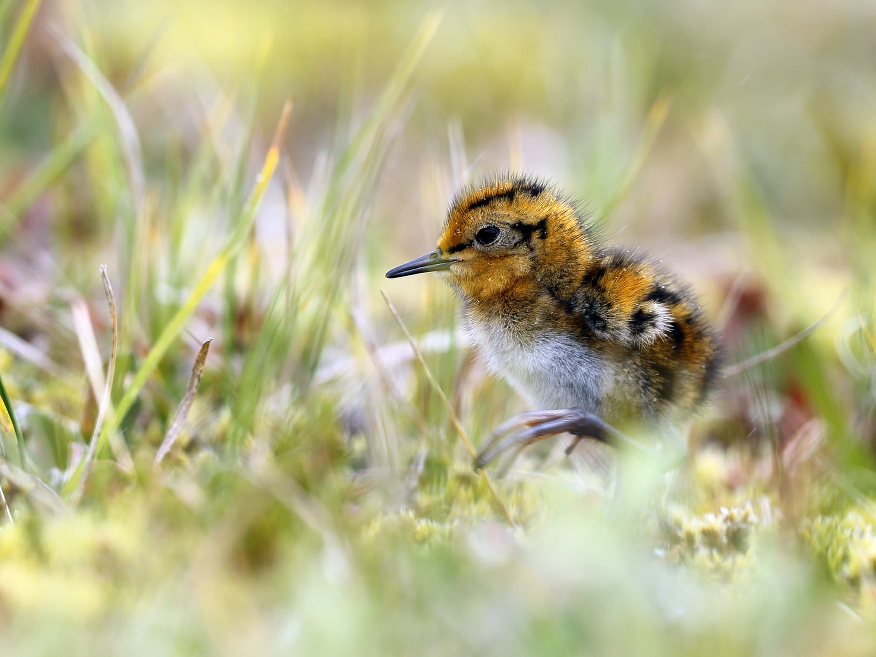 Red-necked Phalarope chick walking through grass