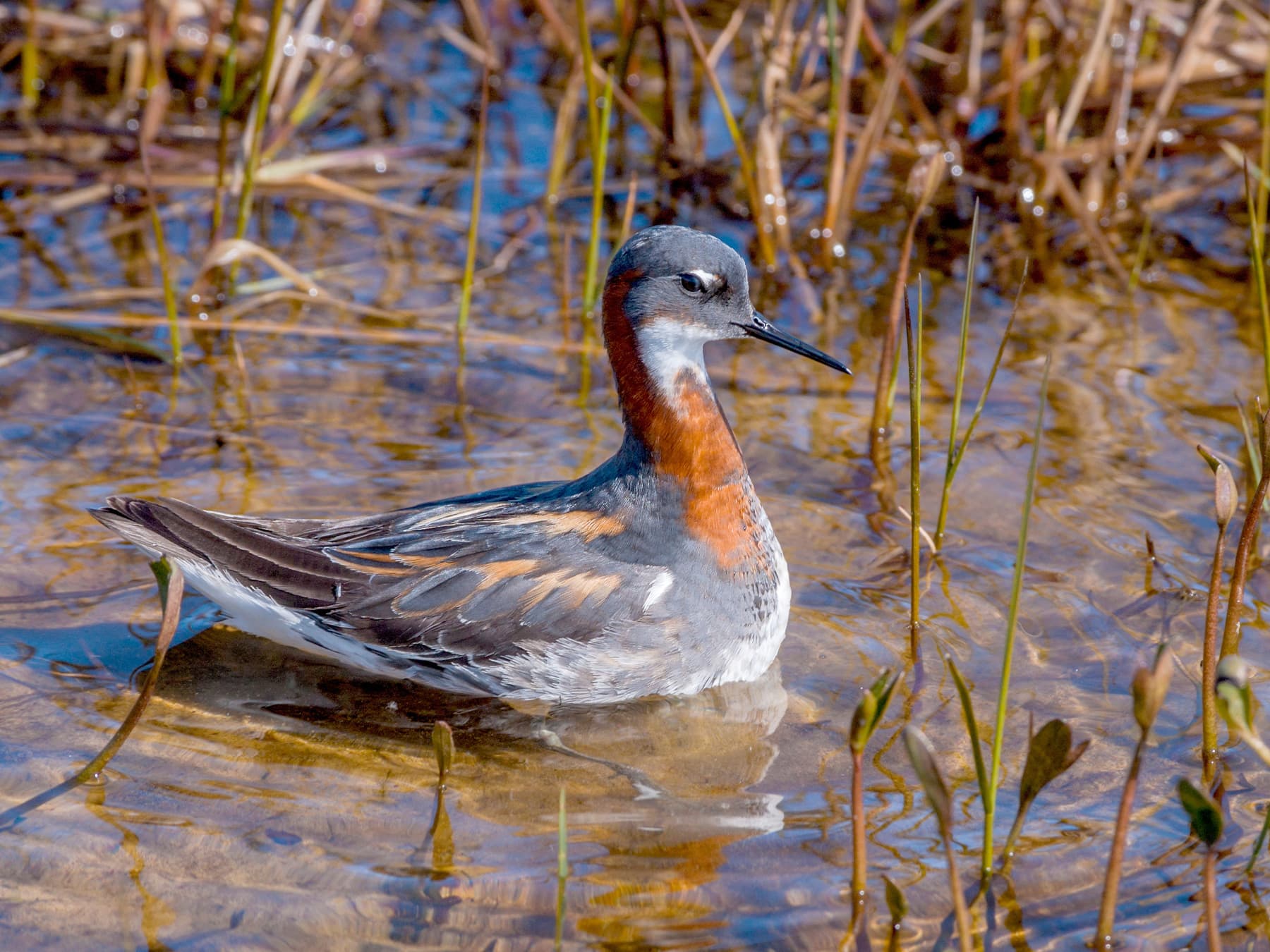 Red-necked Phalarope, breeding plumage, in the coastal tundra