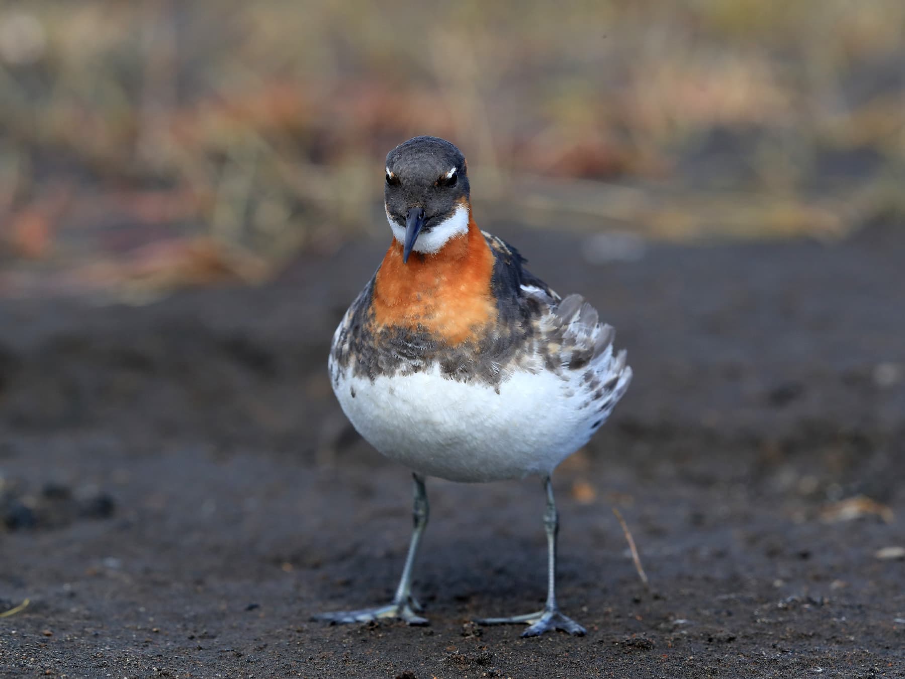 Red-Necked Phalarope in natural habitat