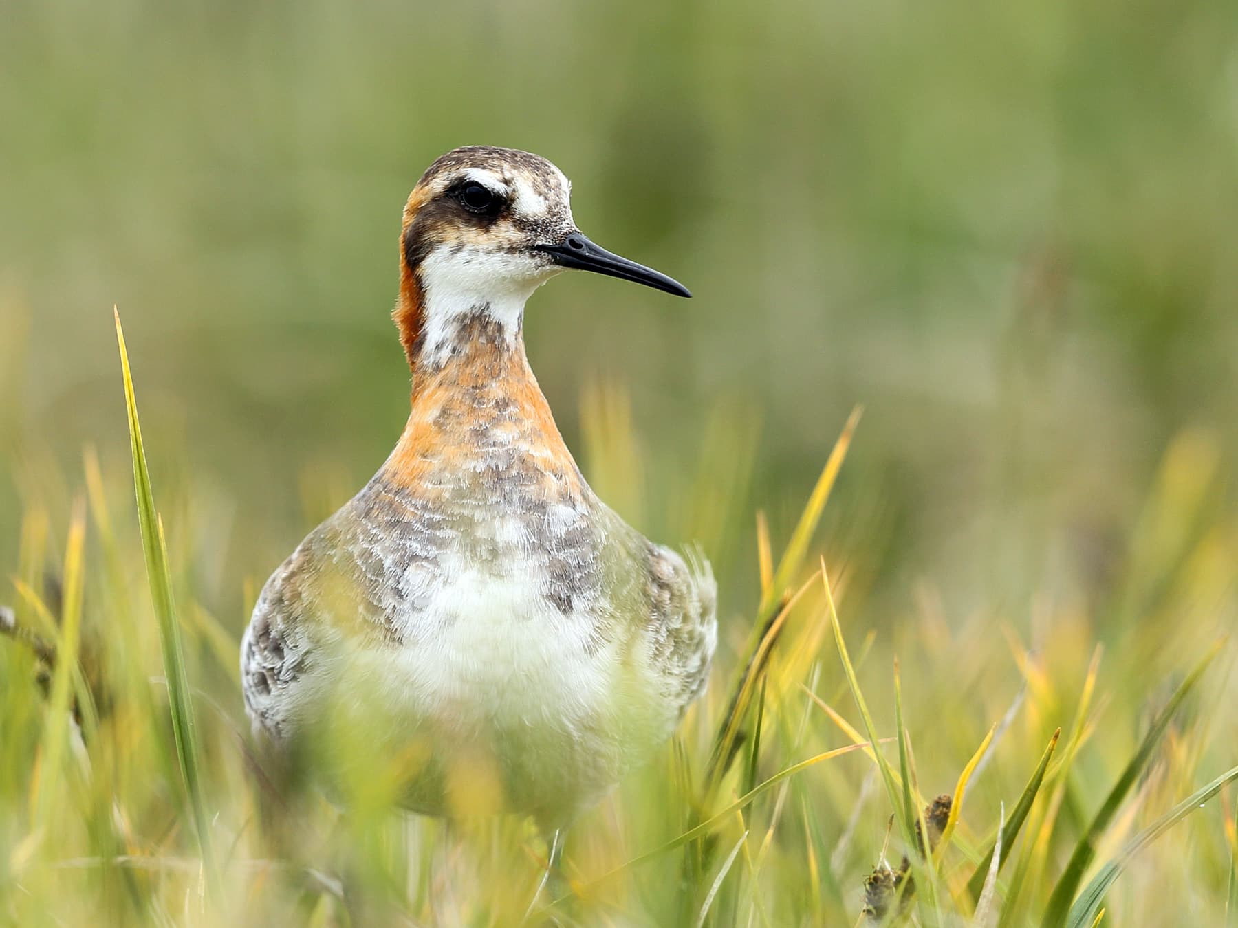 Red-necked Phalarope in nesting habitat