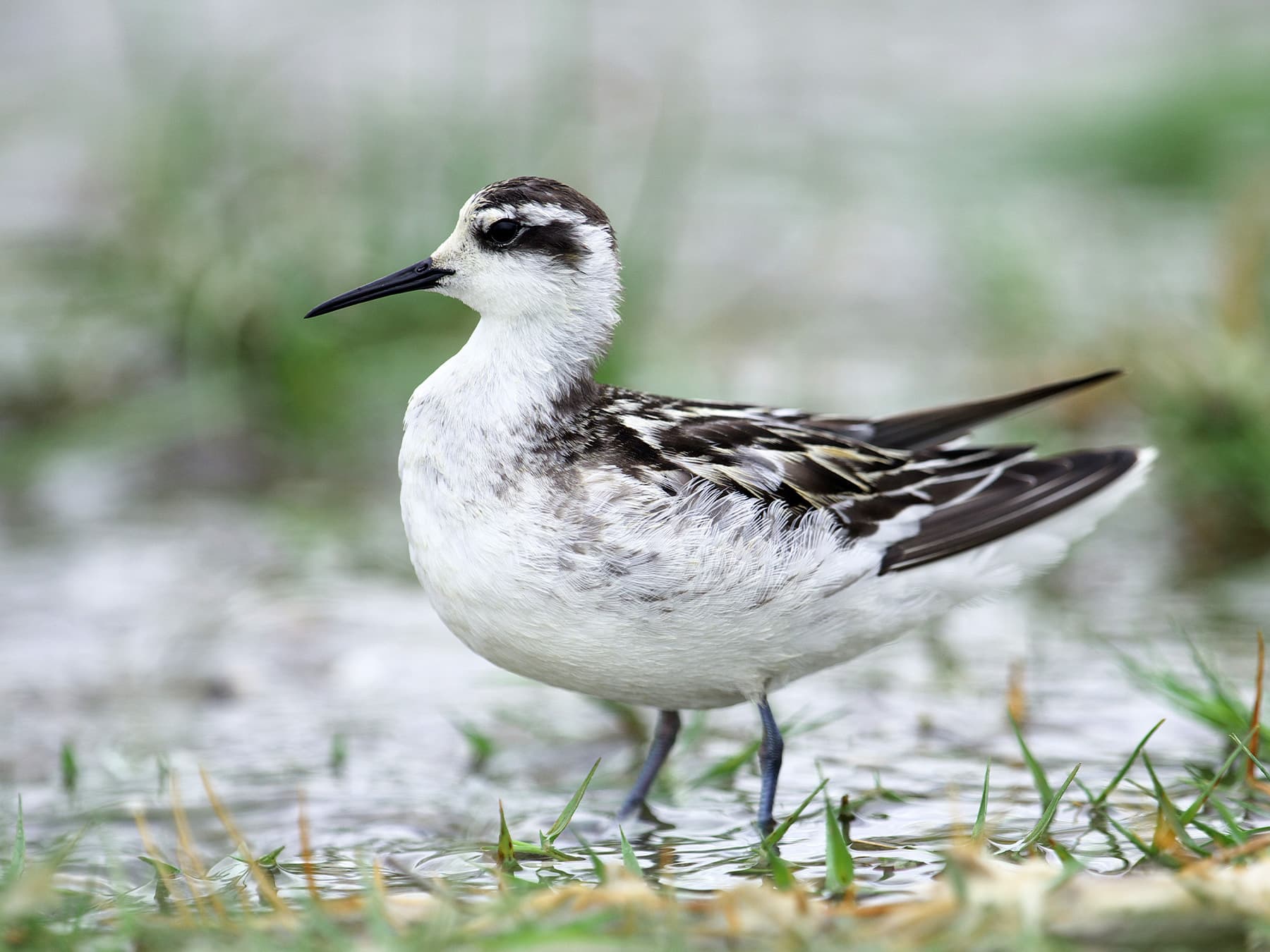 Red-Necked Phalarope, non-breeding plumage