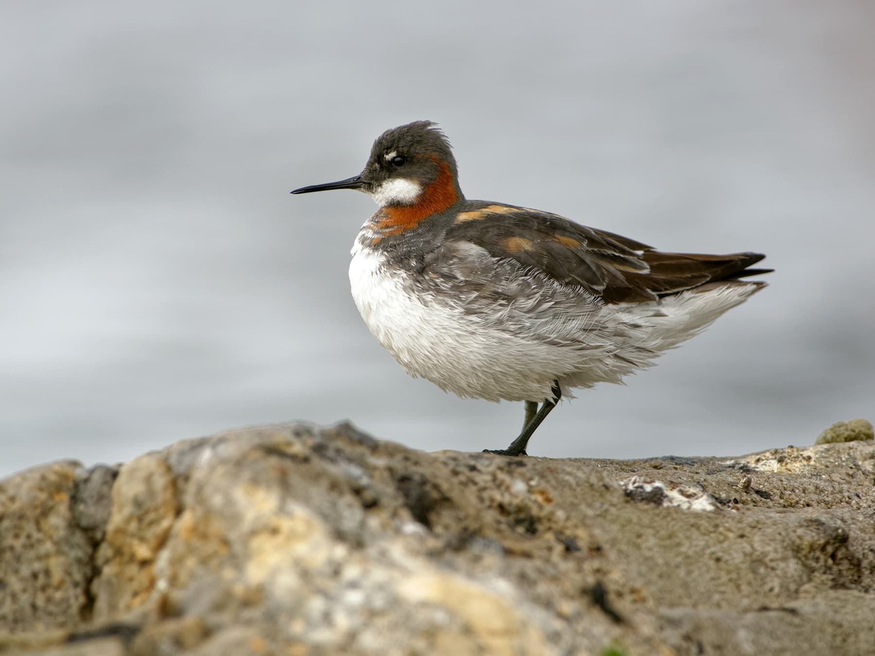 Red-necked Phalaropes standing rocks near to the sea