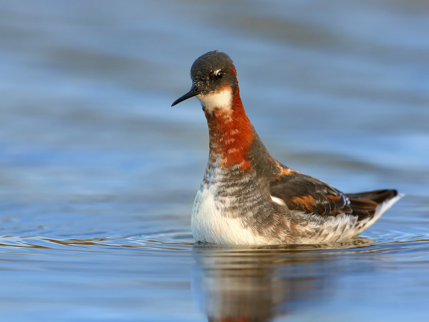 Red-necked Phalaropes swimming in the sea