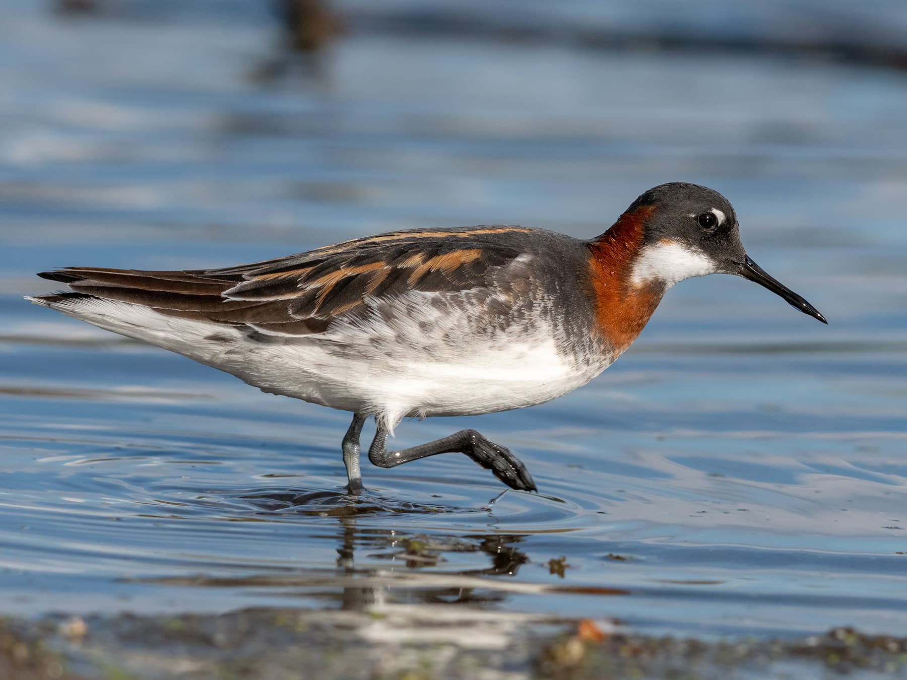 Red-Necked Phalarope, breeding plumage