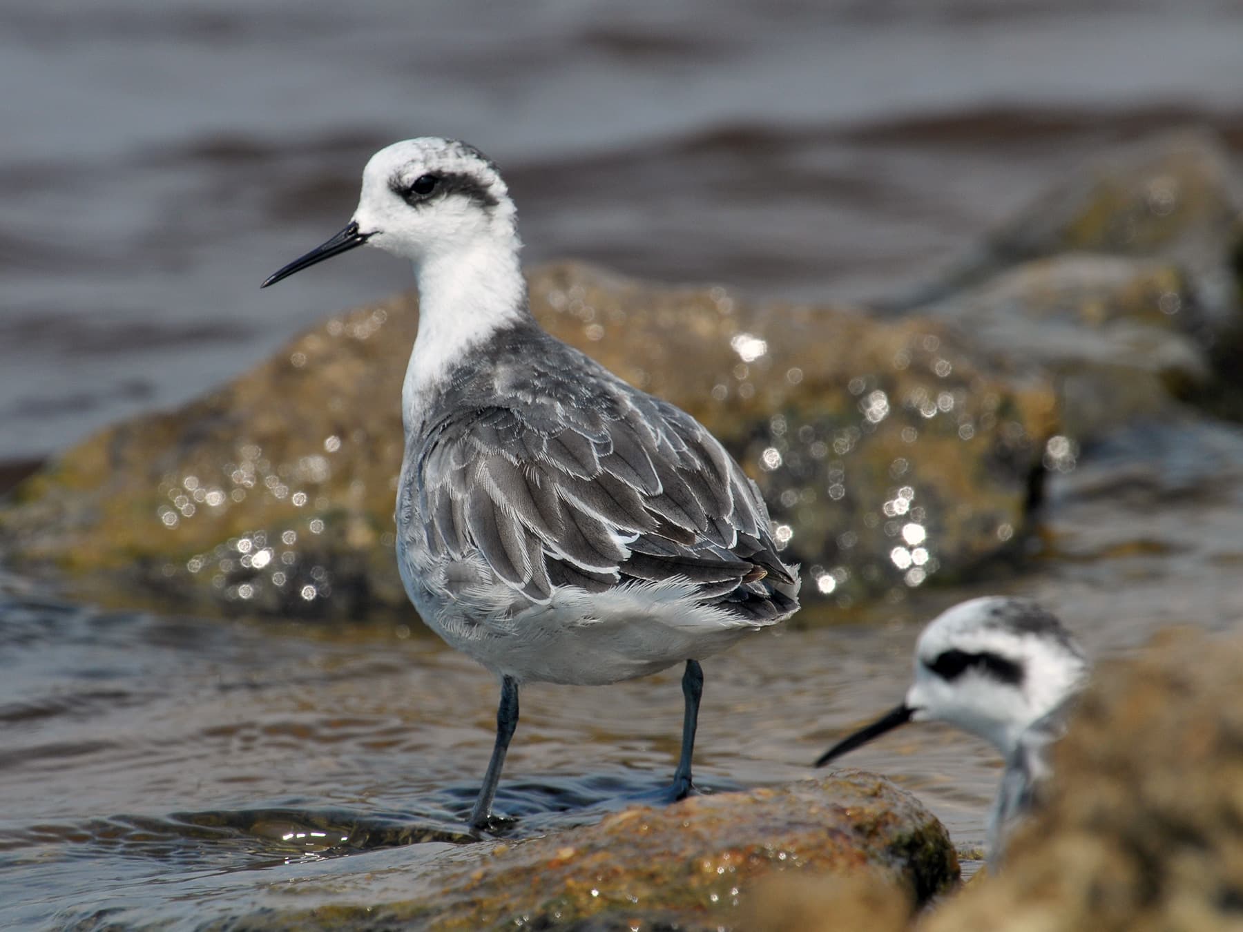 Red-Necked Phalarope, non-breeding plumage