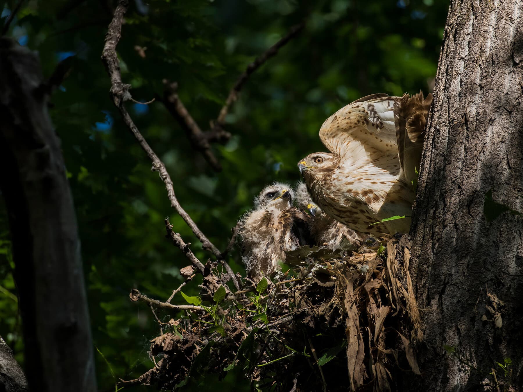 Red shouldered hawk at nest with chicks