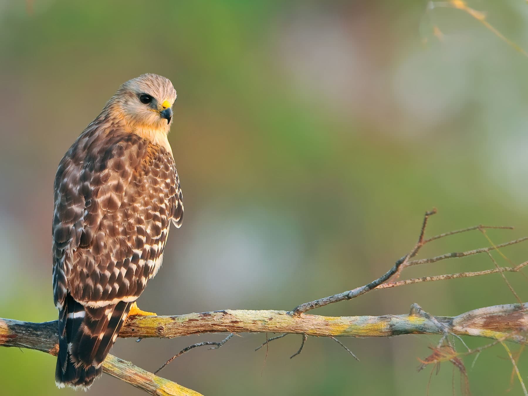 Red shouldered hawk branch