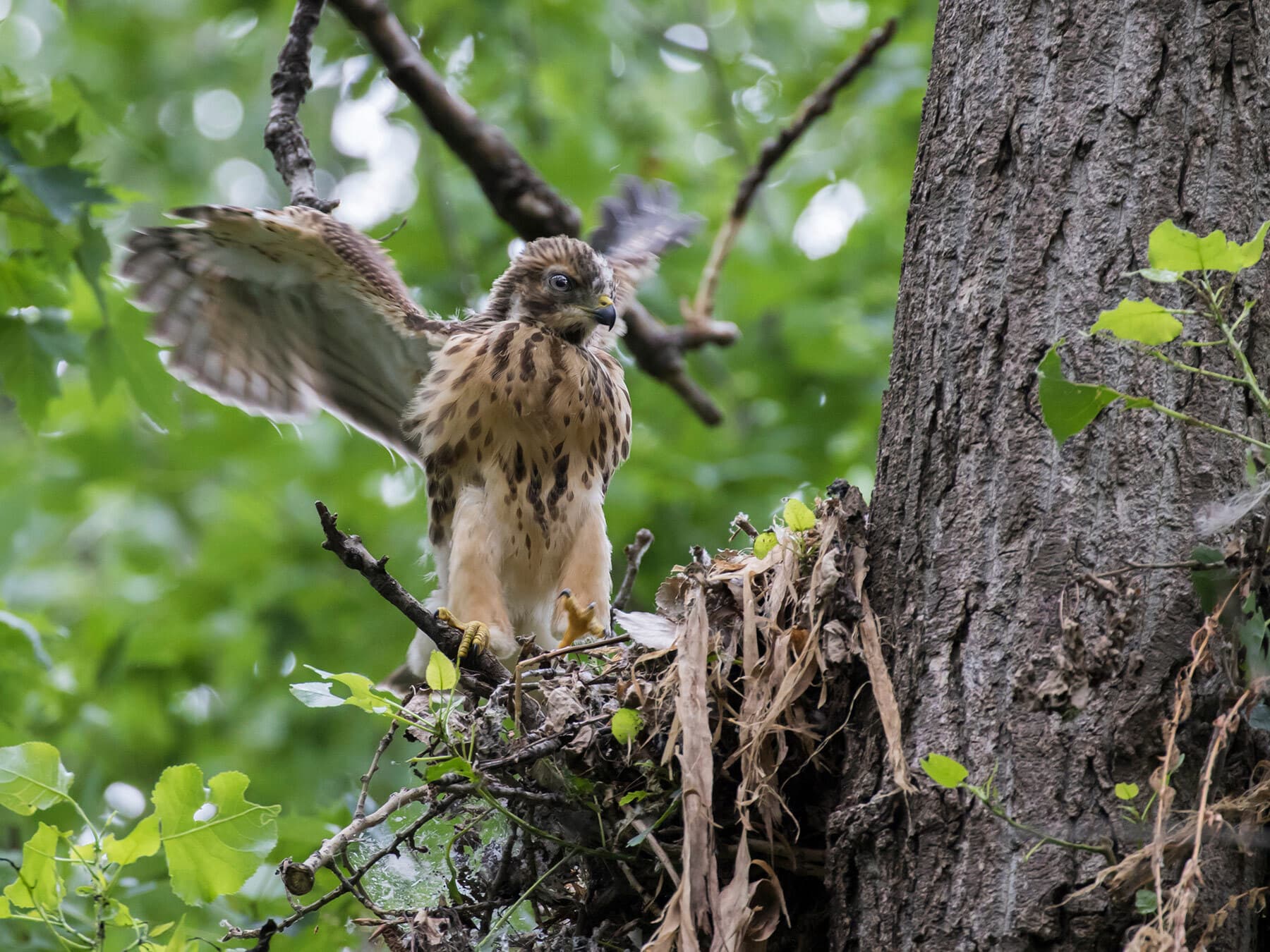 Red shouldered hawk chick