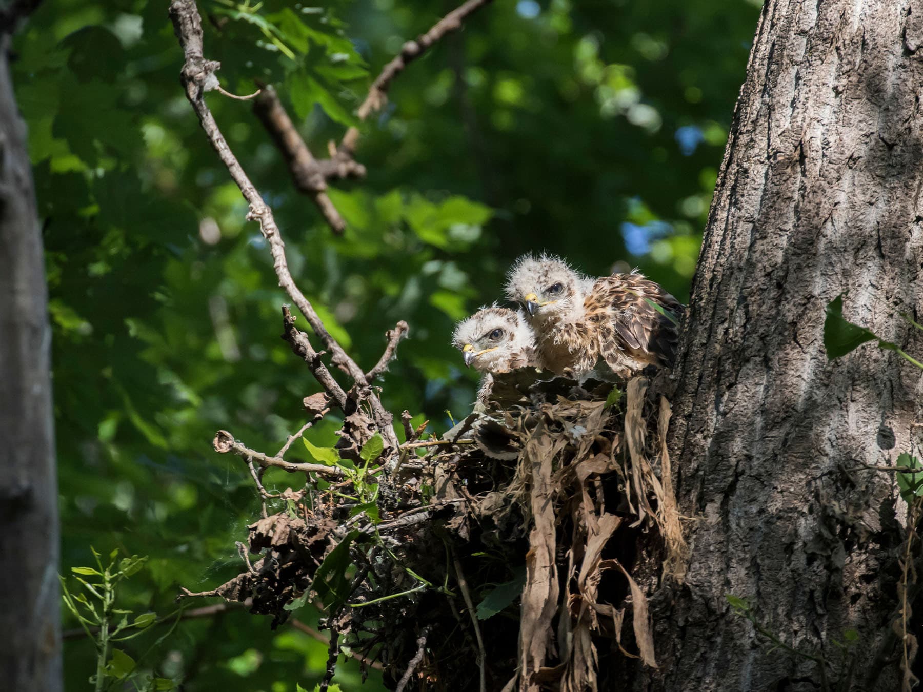Two Red-shouldered Hawk Chicks at their nest
