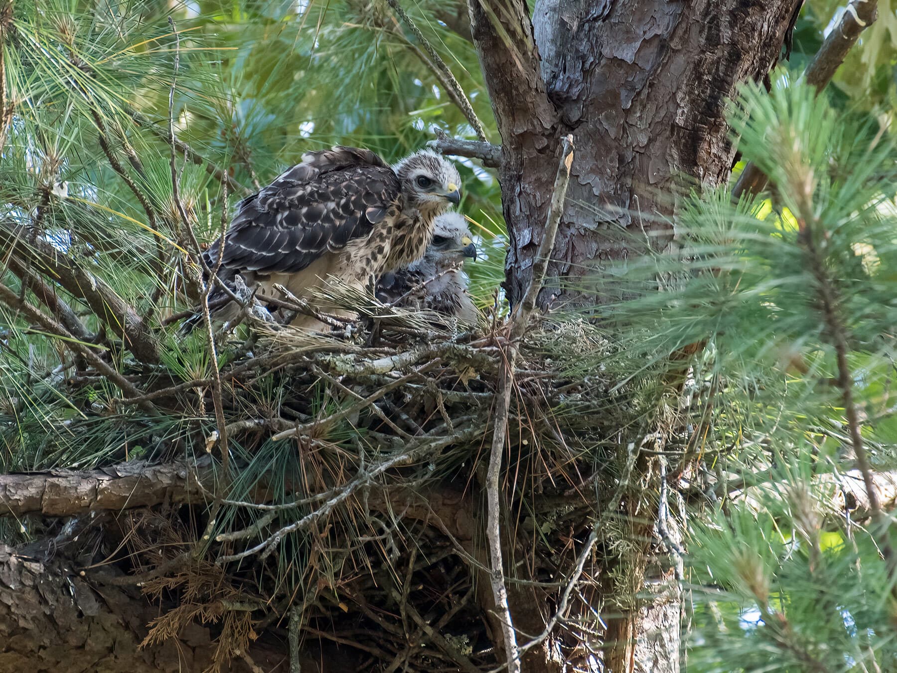 Red shouldered hawk chicks